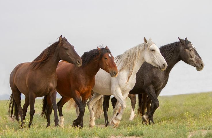 Marwari Horse